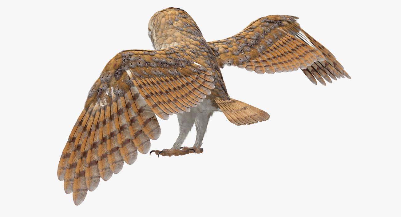 3D model Barn Owl Rigged