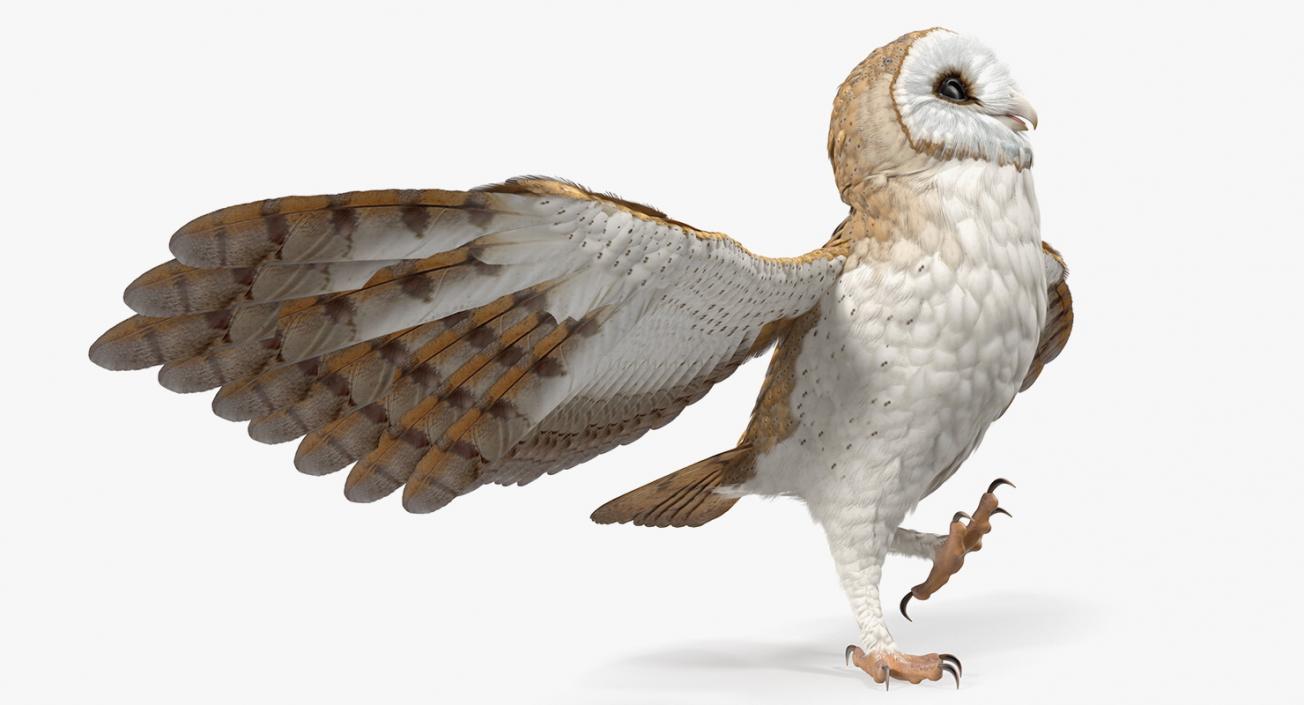 3D model Barn Owl Rigged