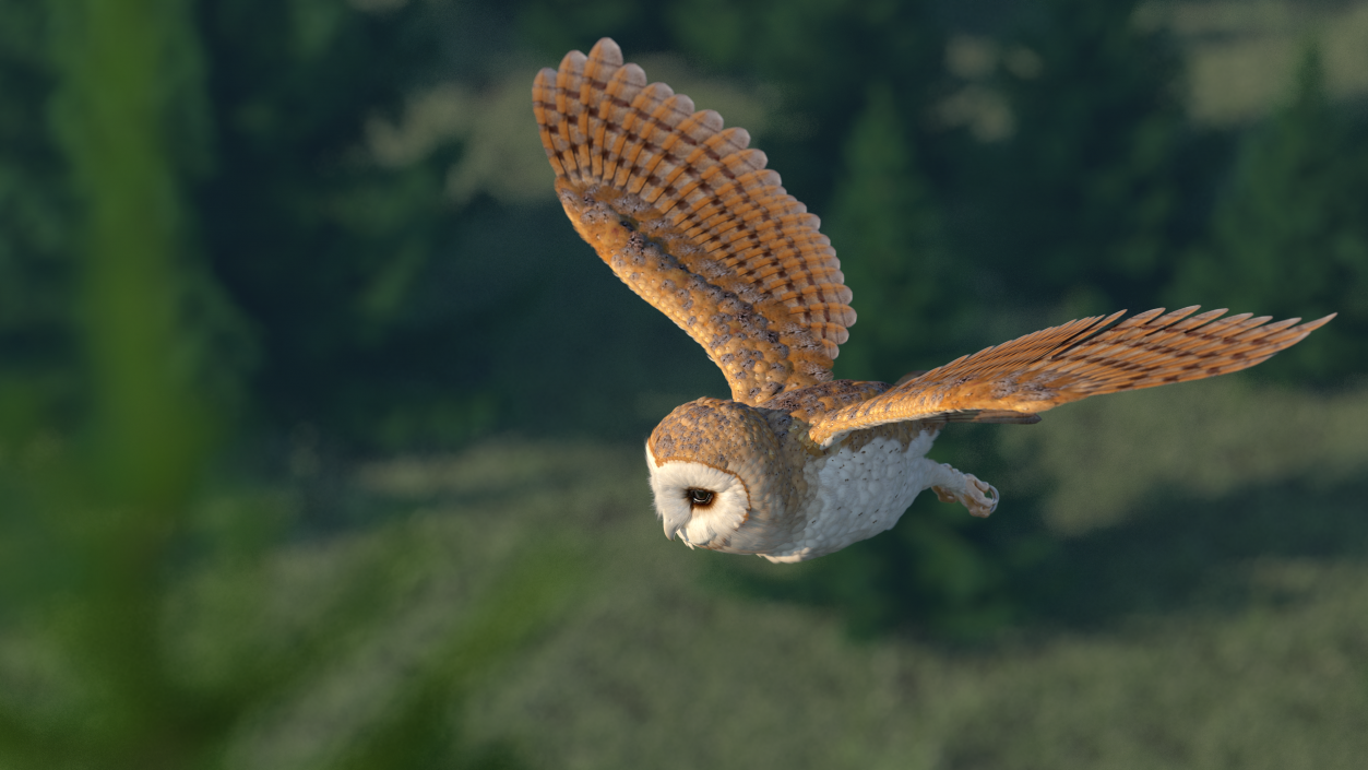 3D model Barn Owl Rigged