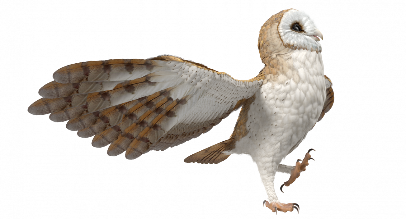 3D model Barn Owl Rigged