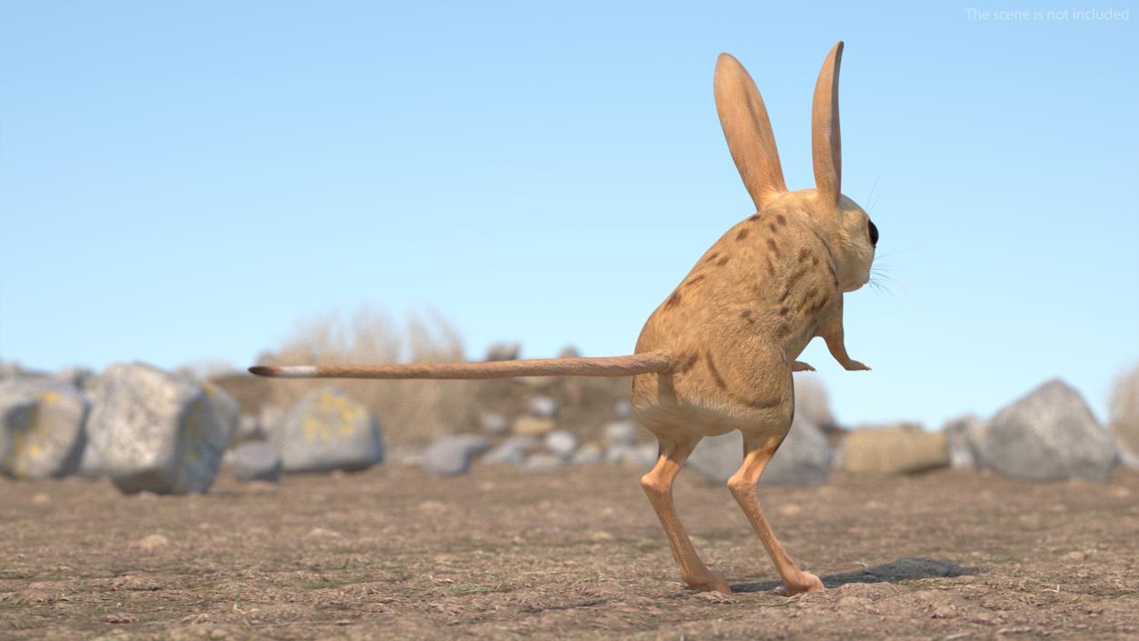 3D model Desert Animals Collection