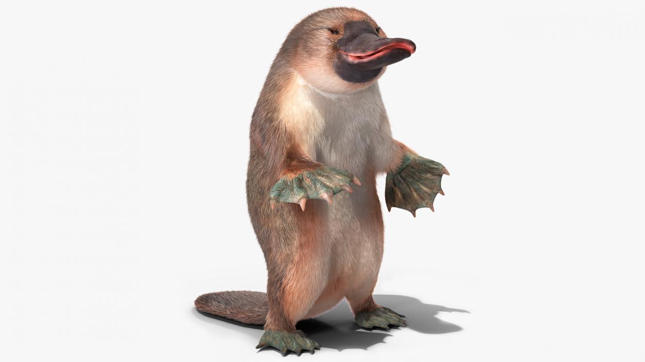 3D Platypus Standing Fur