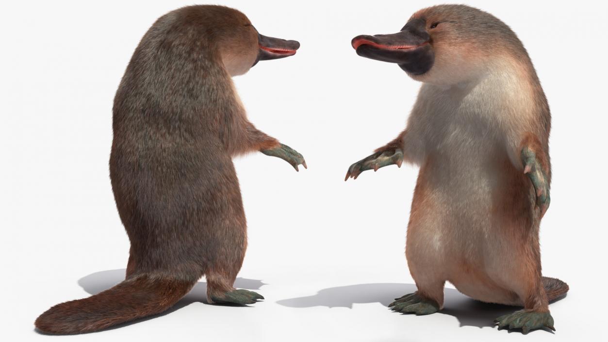 3D Platypus Standing Fur