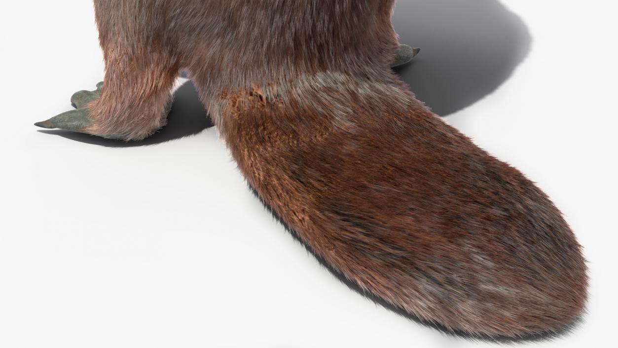 3D Platypus Standing Fur