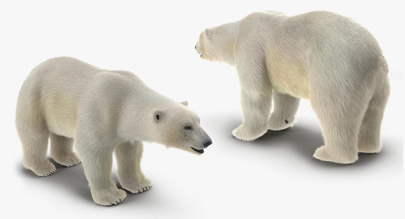 3D model Arctic Animals Collection