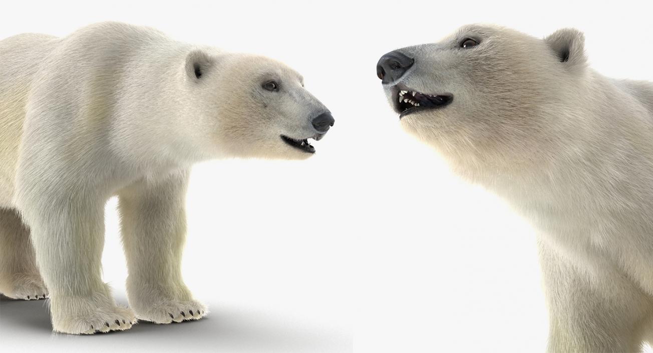 3D model Arctic Animals Collection