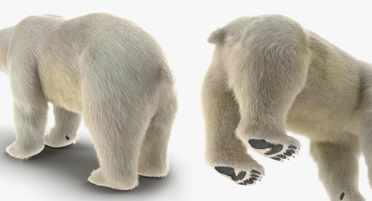 3D model Arctic Animals Collection