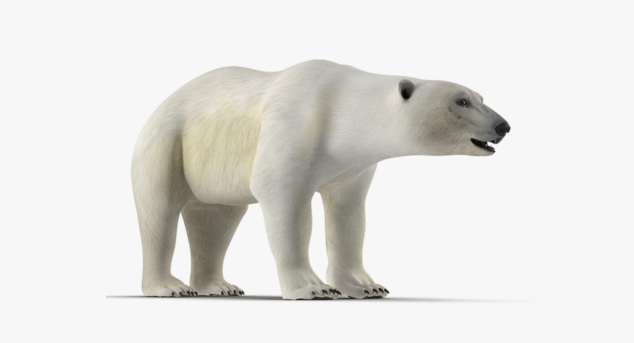 3D model Arctic Animals Collection