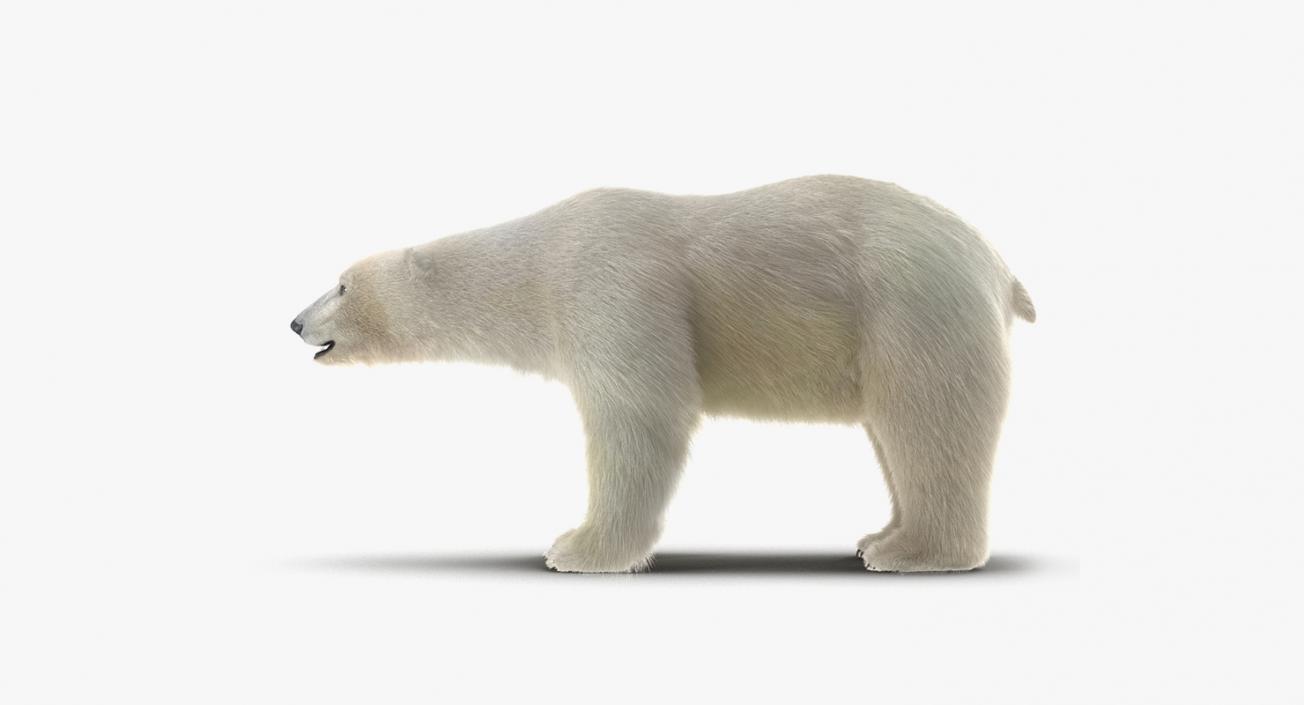 3D model Arctic Animals Collection