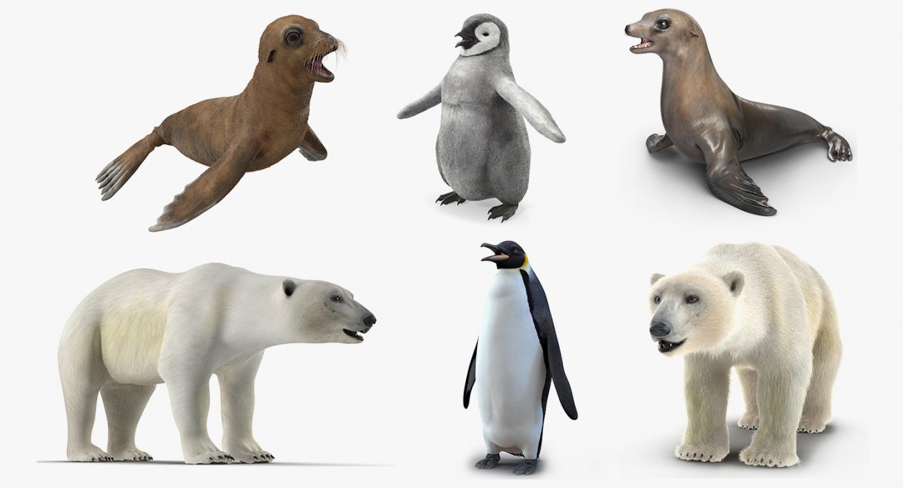 3D model Arctic Animals Collection