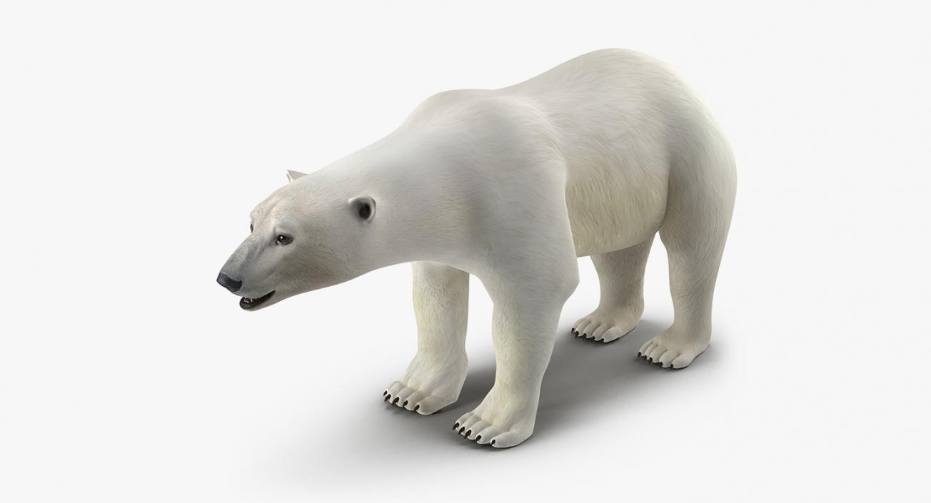 3D model Arctic Animals Collection