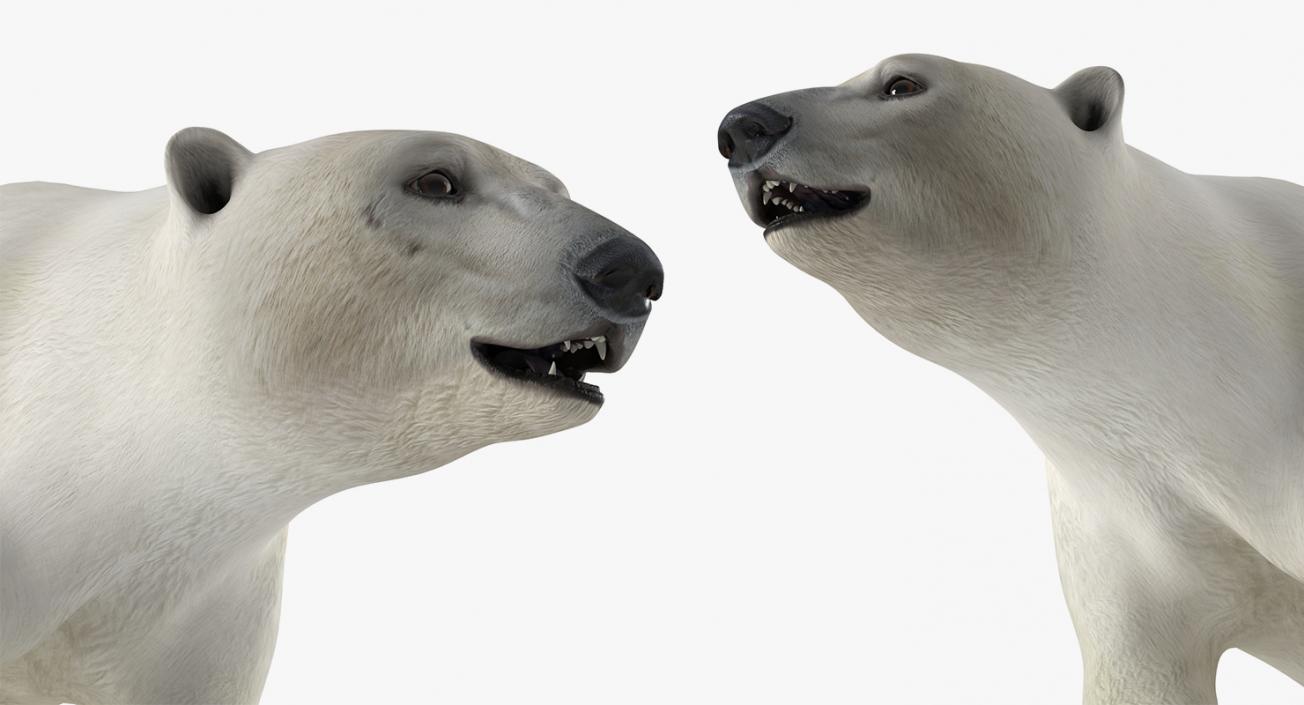 3D model Arctic Animals Collection