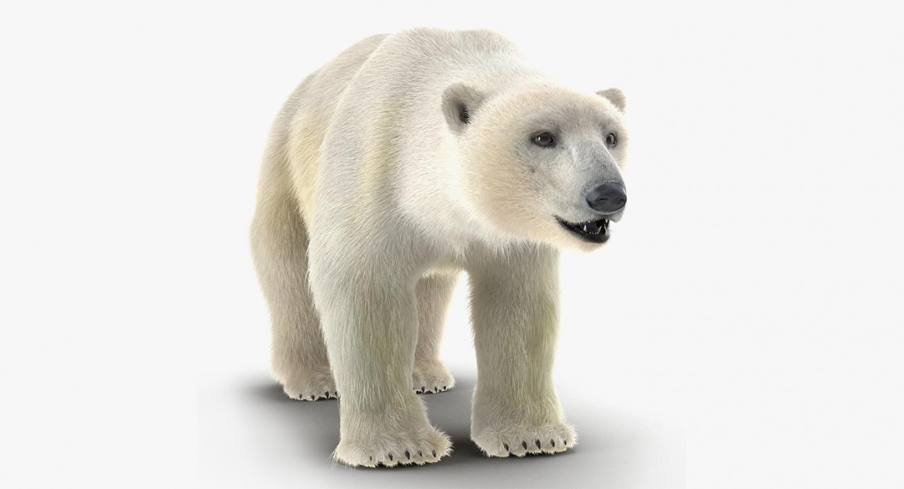 3D model Arctic Animals Collection