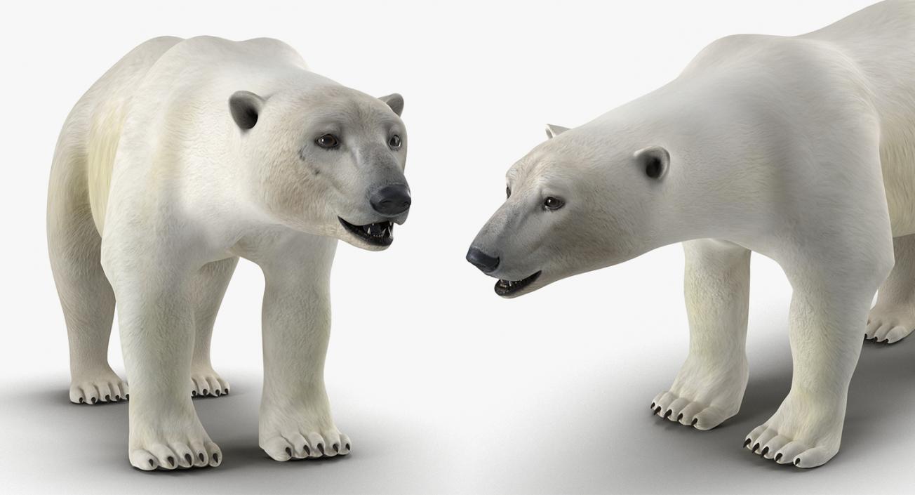 3D model Arctic Animals Collection