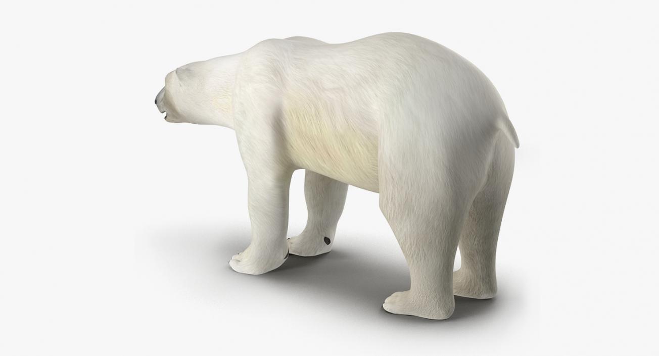 3D model Arctic Animals Collection