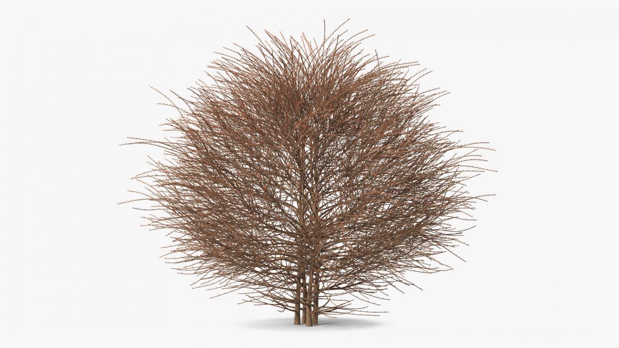 3D model Shrub Bark