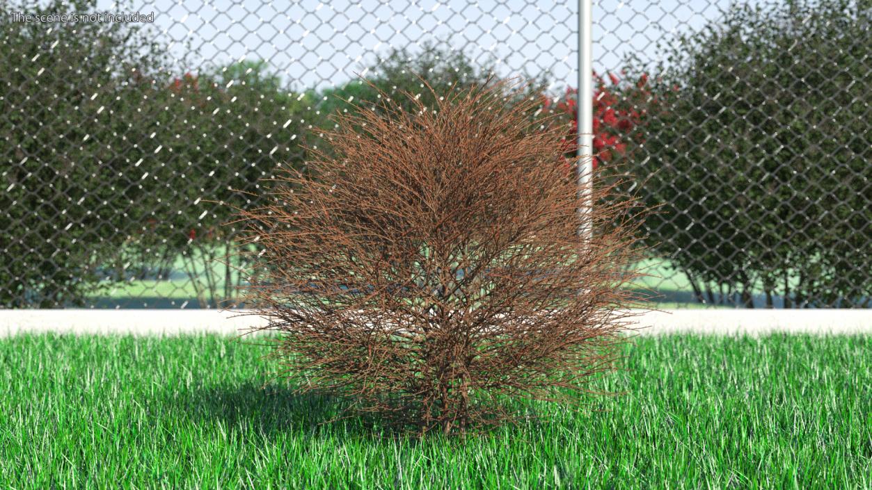 3D model Shrub Bark