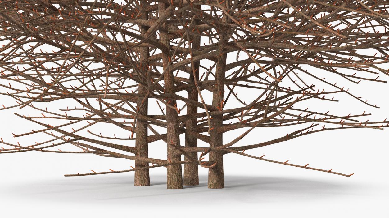 3D model Shrub Bark