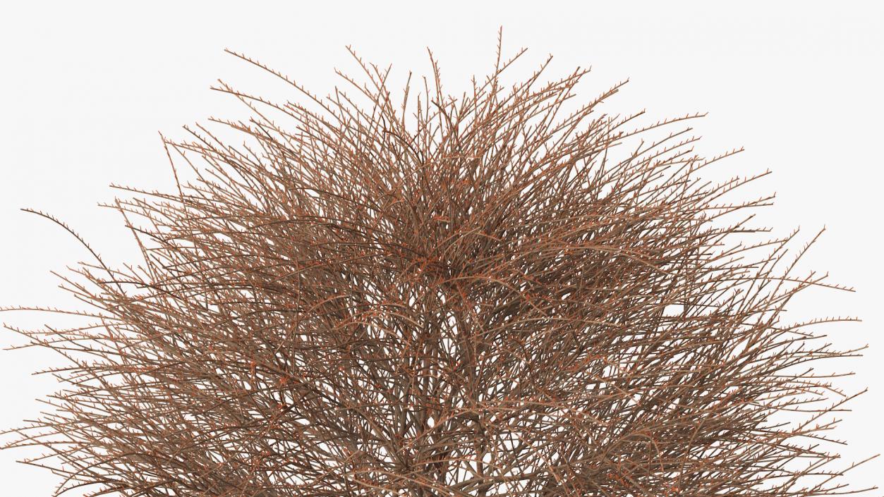 3D model Shrub Bark