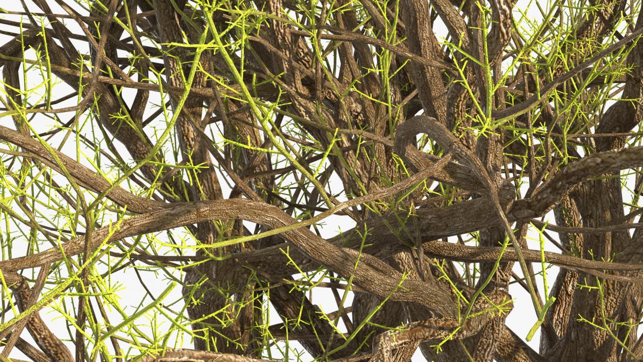 3D Old Pistachio Tree model