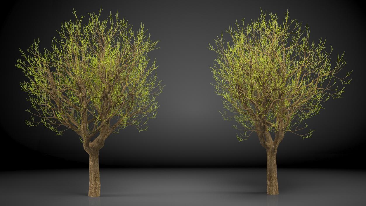 3D Old Pistachio Tree model