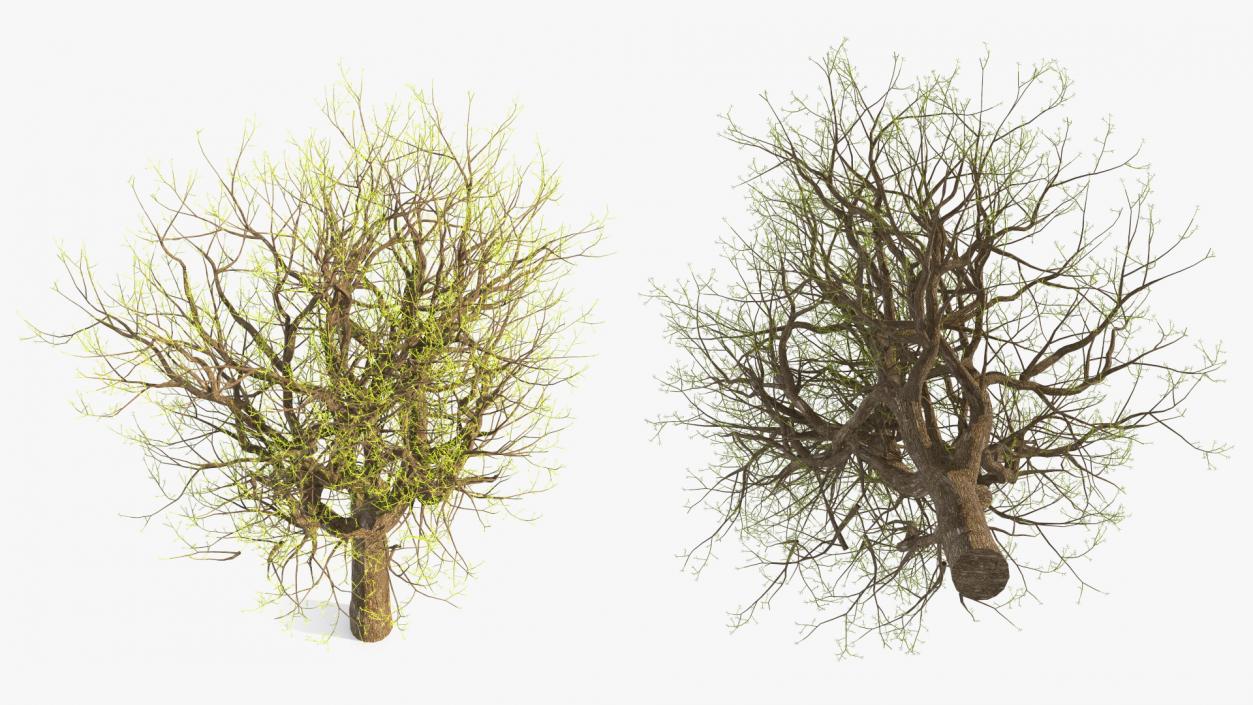 3D Old Pistachio Tree model