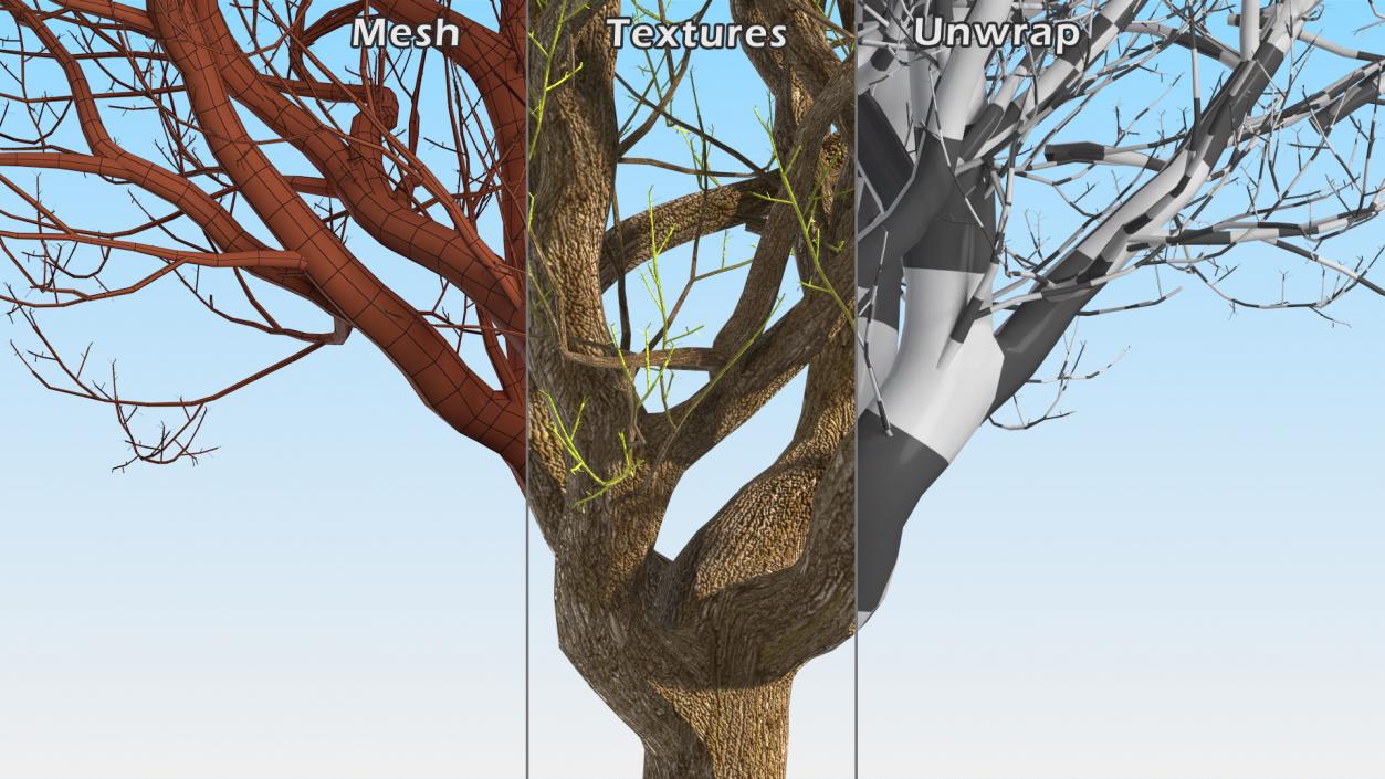 3D Old Pistachio Tree model