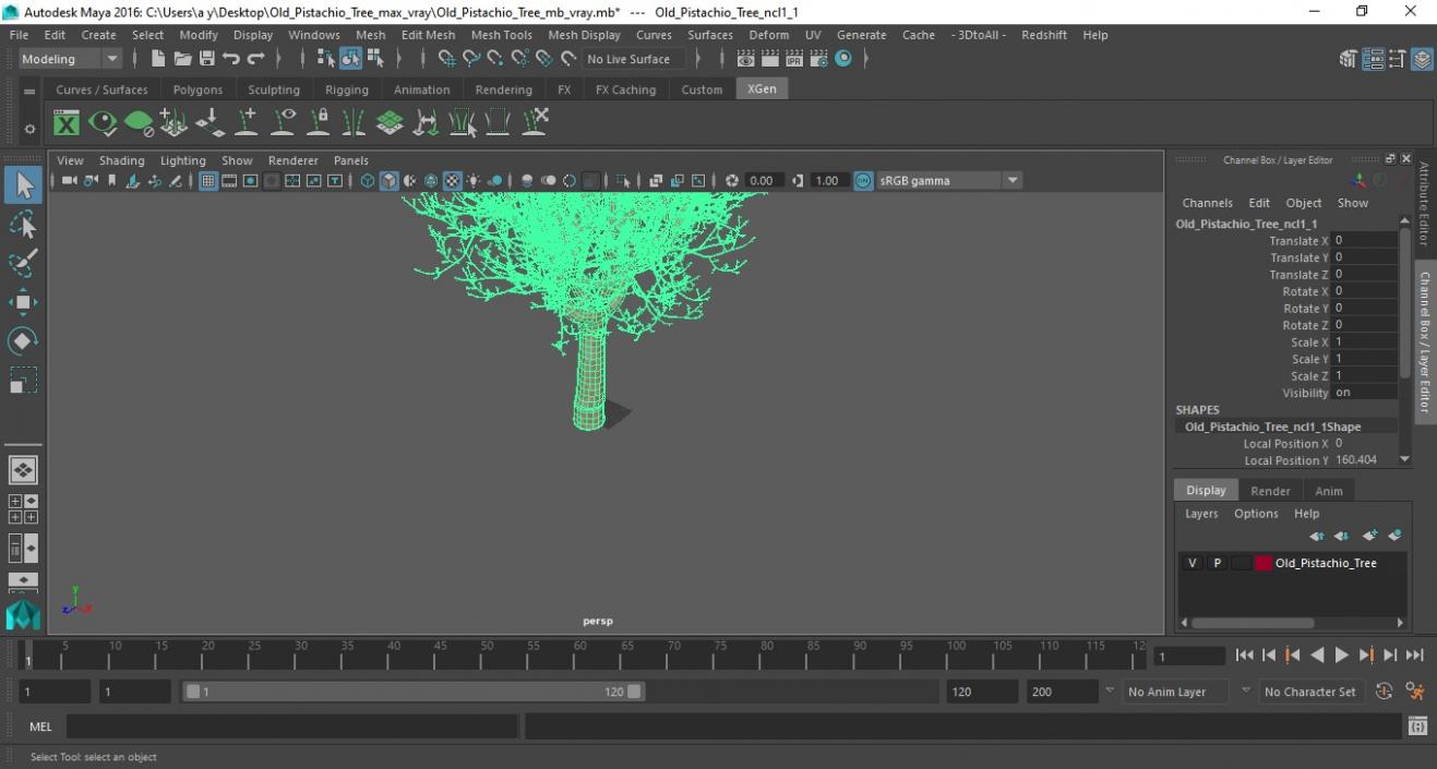 3D Old Pistachio Tree model