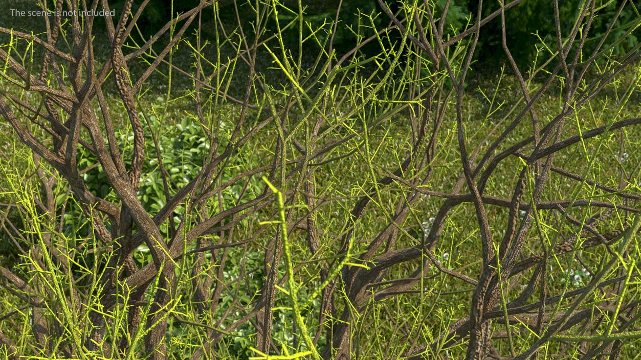 3D Old Pistachio Tree model