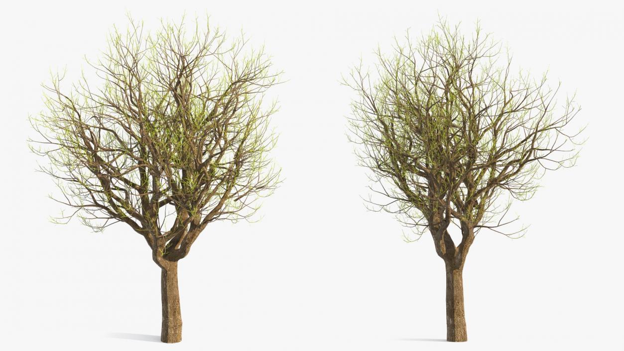 3D Old Pistachio Tree model