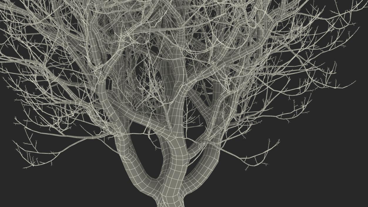 3D Old Pistachio Tree model