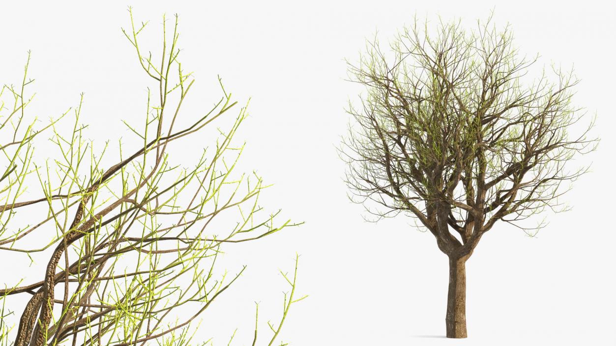 3D Old Pistachio Tree model