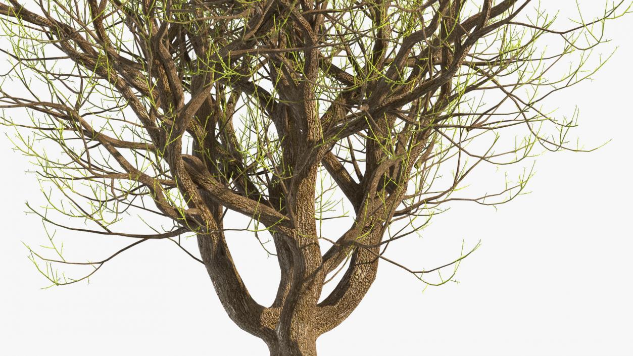 3D Old Pistachio Tree model