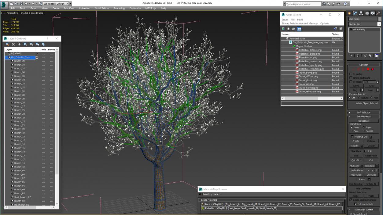 3D Old Pistachio Tree model