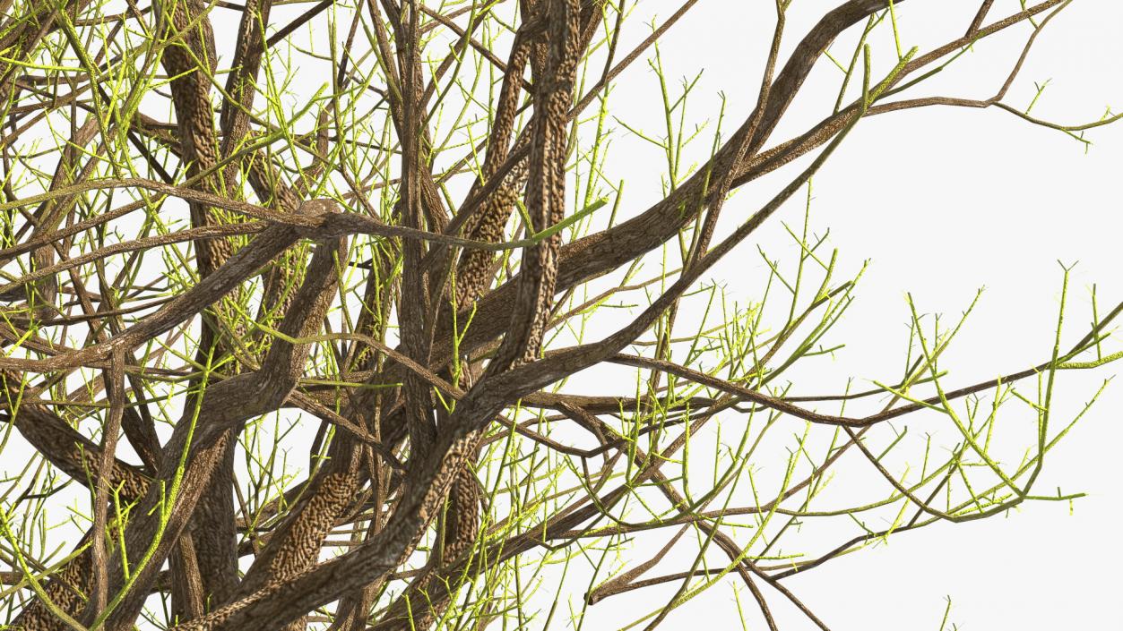 3D Old Pistachio Tree model