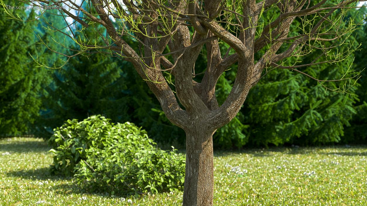 3D Old Pistachio Tree model