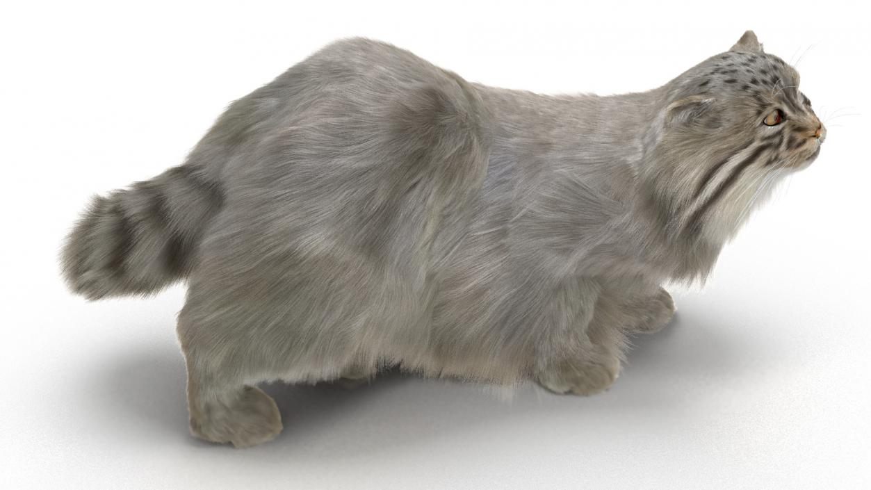 3D Pallas Cat with Fur Animated model