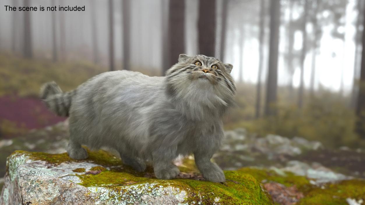 3D Pallas Cat with Fur Animated model