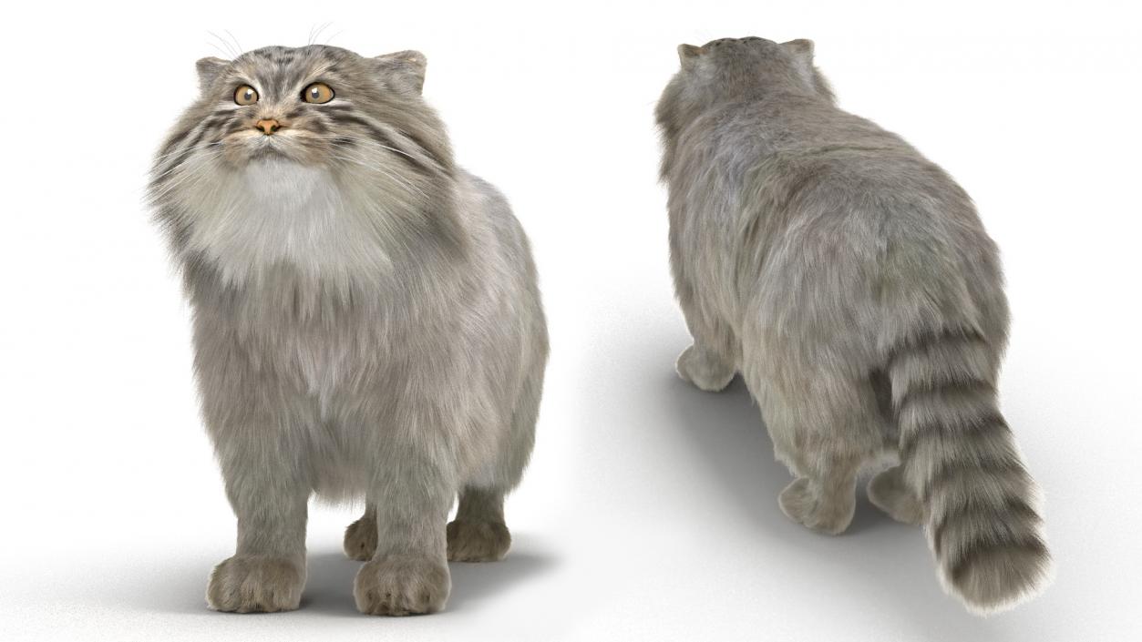 3D Pallas Cat with Fur Animated model