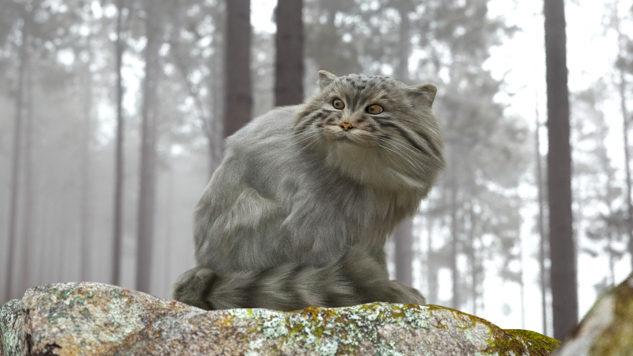 3D Pallas Cat with Fur Animated model