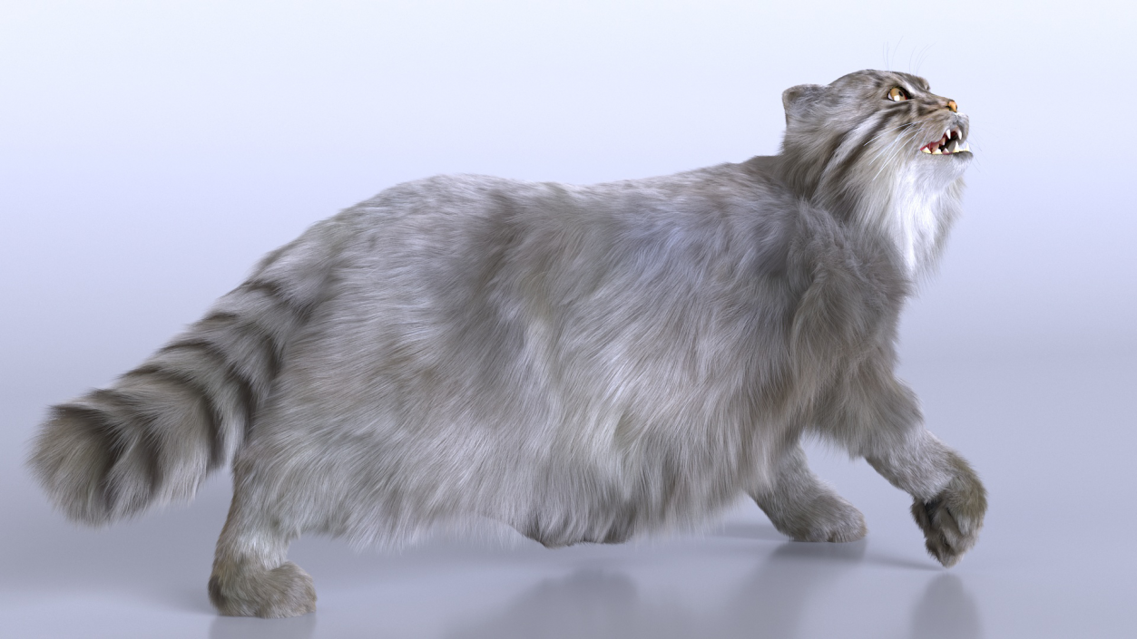 3D Pallas Cat with Fur Animated model