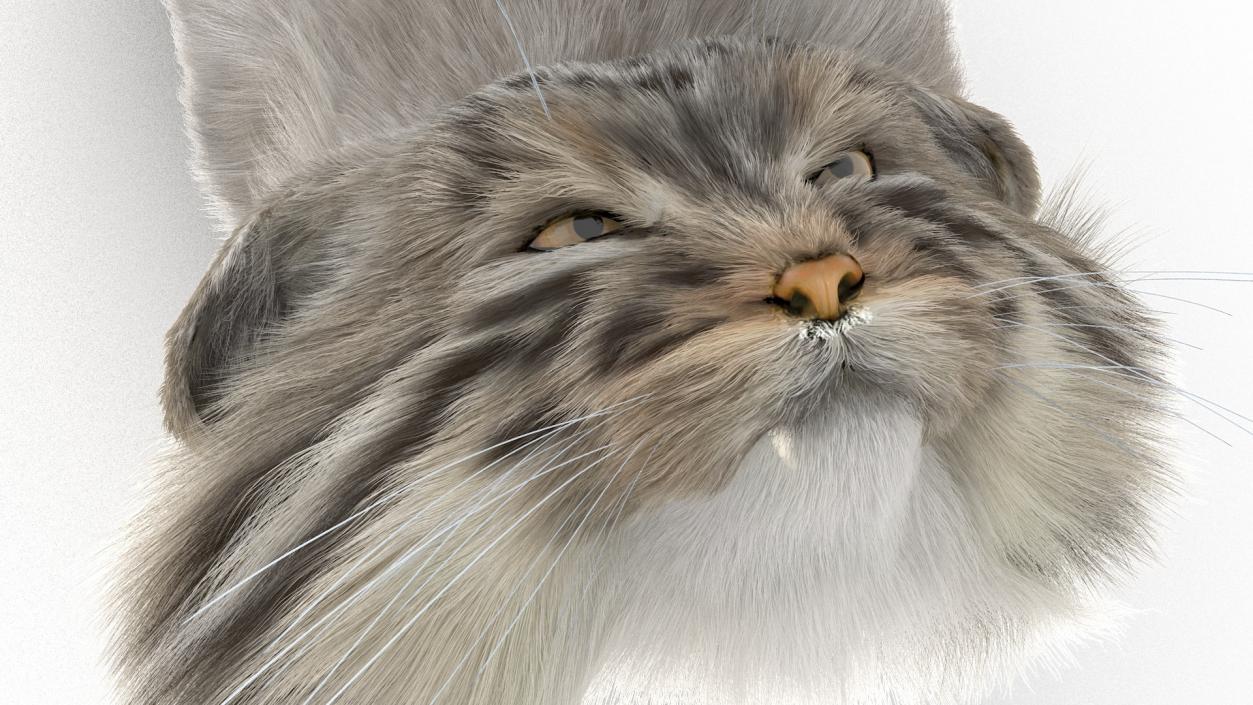 3D Pallas Cat with Fur Animated model