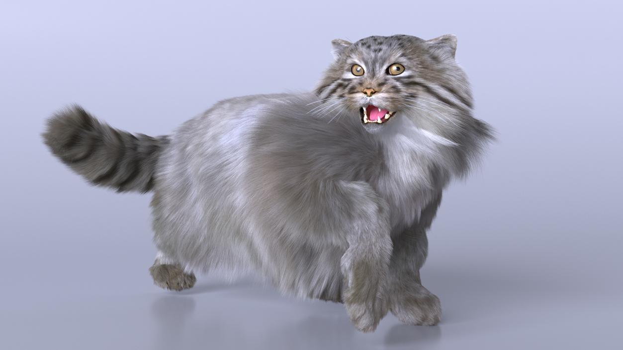 3D Pallas Cat with Fur Animated model