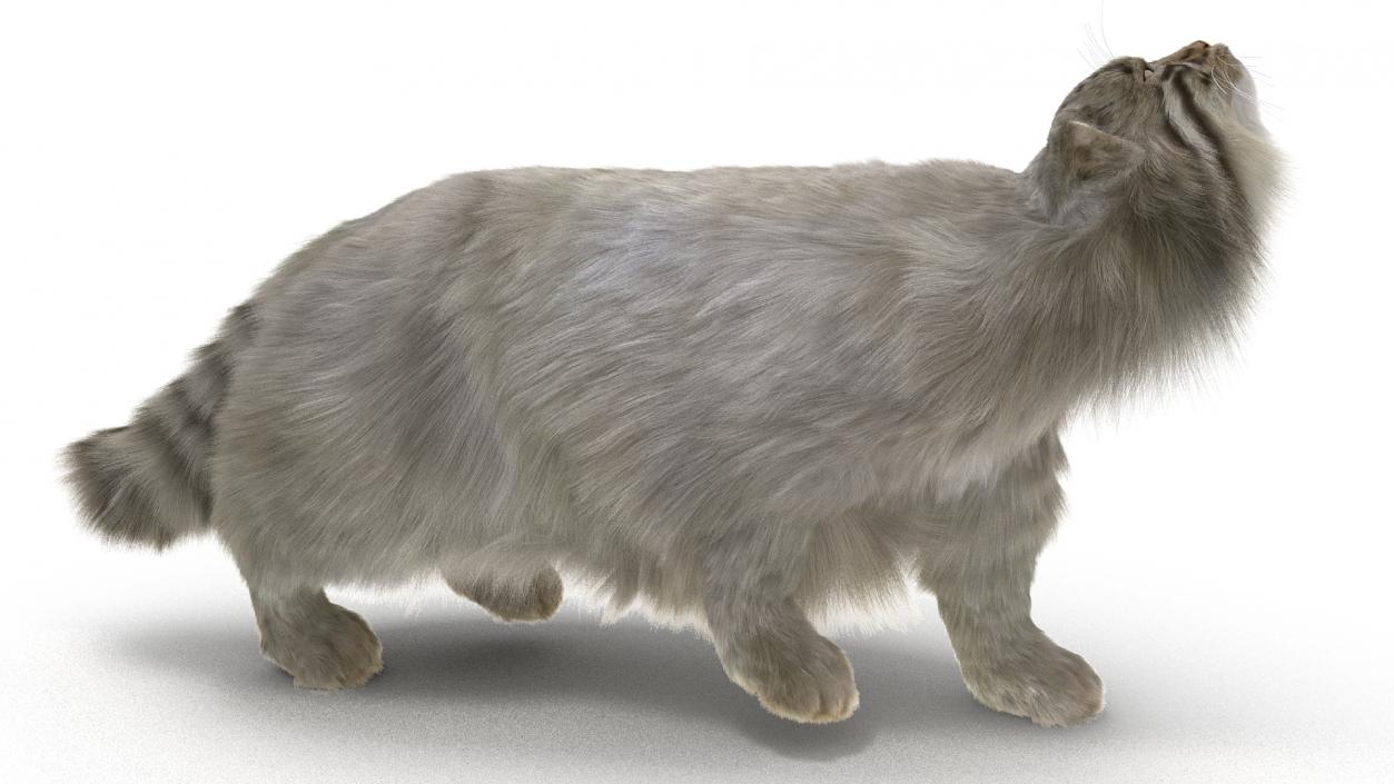 3D Pallas Cat with Fur Animated model