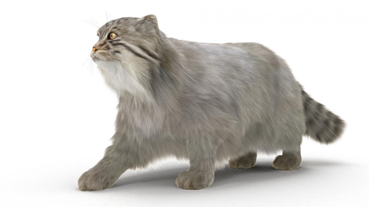 3D Pallas Cat with Fur Animated model