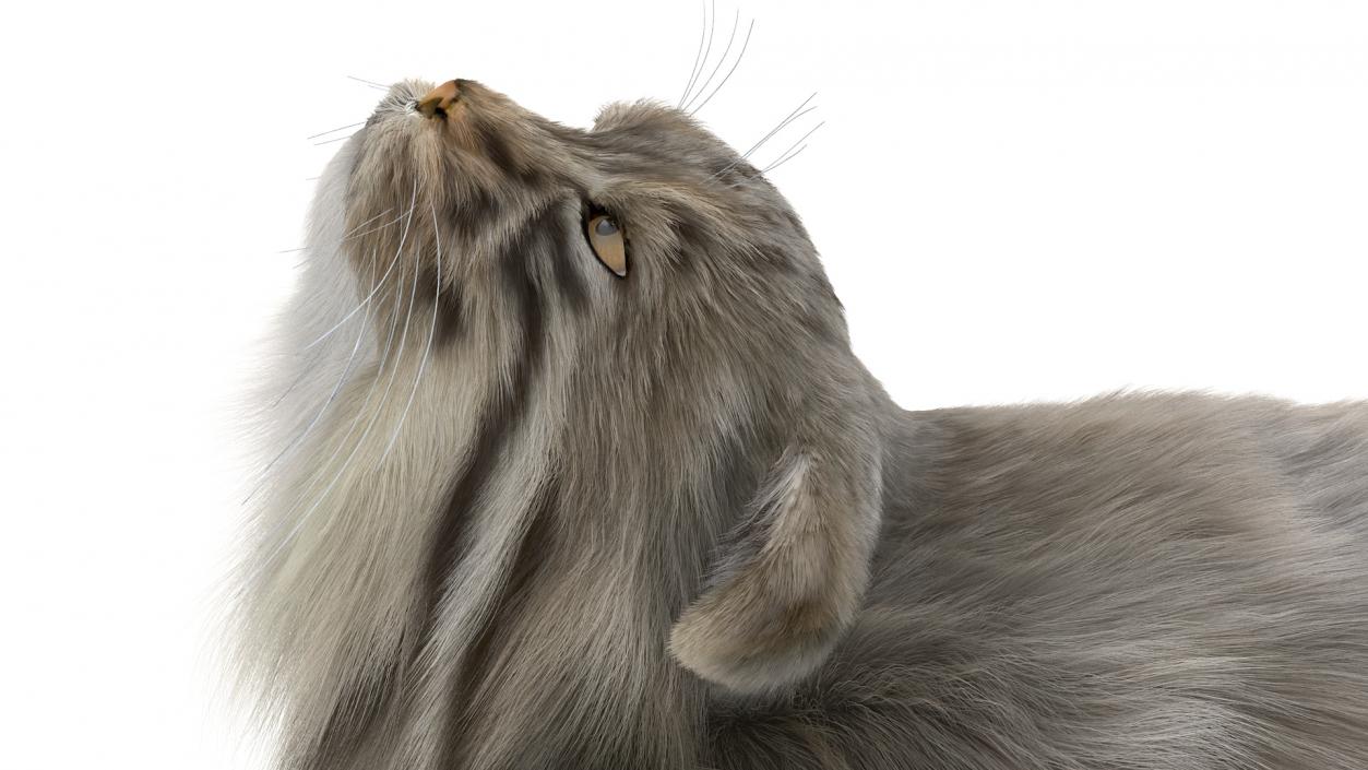 3D Pallas Cat with Fur Animated model