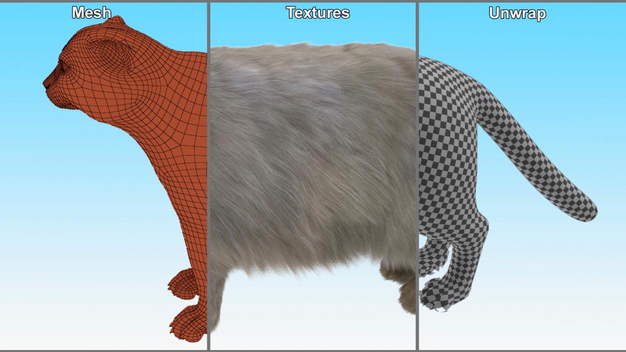 3D Pallas Cat with Fur Animated model