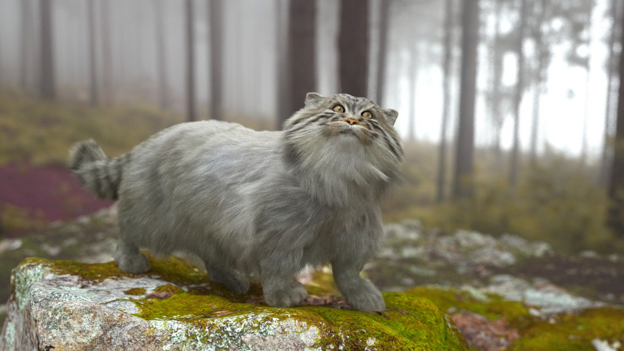 3D Pallas Cat with Fur Animated model