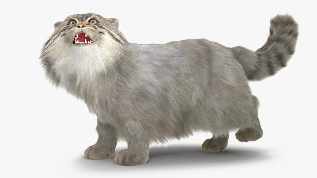 3D Pallas Cat with Fur Animated model