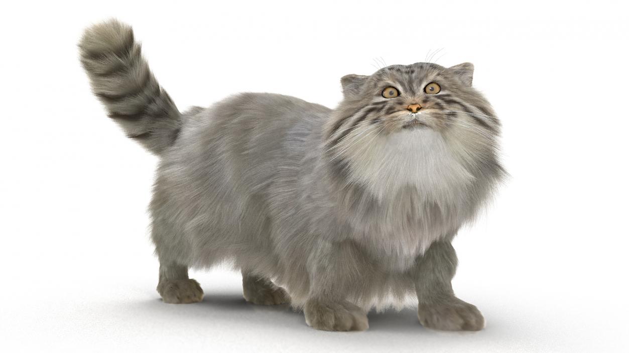 3D Pallas Cat with Fur Animated model